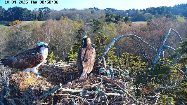 A pair of ospreys are perched on their nest, which is built from sticks and twigs. One osprey faces the camera, displaying its white head with dark markings and brown wings, while the second bird has its back to the camera, showing its brown feathers. The background features a blurred landscape of trees and open fields under a clear blue sky, indicating it is daytime.