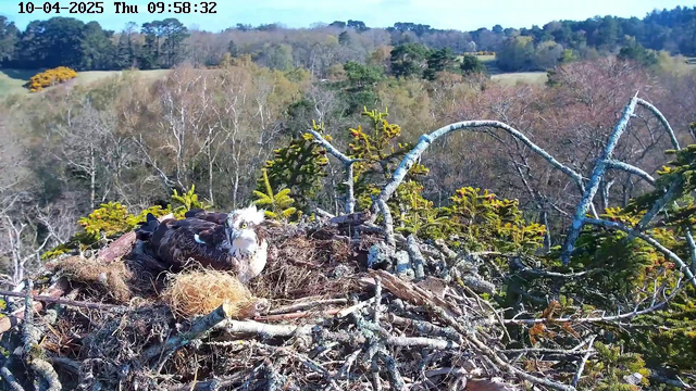 A large bird, an osprey, is sitting on its nest made of twigs and branches. The nest is situated high in a tree, surrounded by forest and open fields in the background. The bird has a white head, a brown body, and yellow eyes, looking attentively around. The scene is bright and shows a clear blue sky and green and brown foliage.