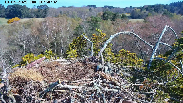 The image shows a bird's nest situated among tree branches at the edge of a forested area. The nest is made of various twigs and has some dry grass inside. Surrounding the nest are green coniferous branches, and beyond, there are trees with bare branches indicating early spring. The background features a gentle landscape with a mix of trees and open areas under a bright blue sky. The overall scene conveys a peaceful natural setting.