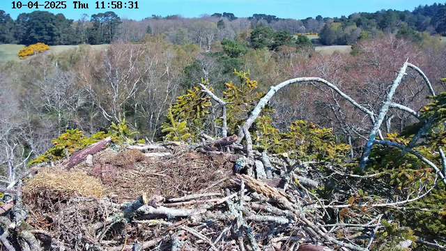 A bird's nest made of twigs and branches sits atop a tall tree. Surrounding the nest, there are patches of green foliage and scattered tree branches. In the background, a landscape of rolling hills is visible with a mix of trees, some with autumn foliage, and a clear blue sky. The scene conveys a tranquil natural environment.