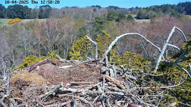 A nest made of twigs and branches sits atop a tree. The background features a landscape of trees in varying colors, indicating a mix of foliage and some bare branches. The sky is clear and blue, with no clouds visible. The scene is peaceful and natural, depicting a serene environment.