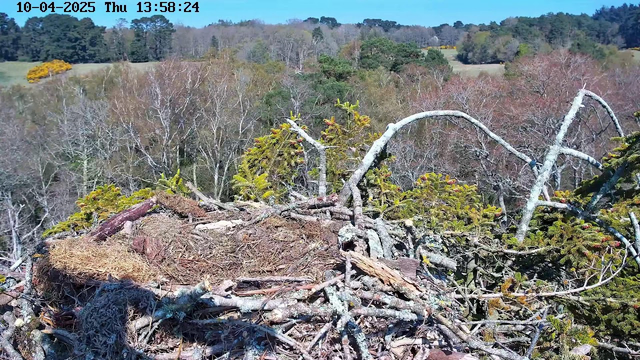 The image shows a bird's nest structured with various sticks and branches, nestled atop a tree. The background features a landscape of trees and open fields, showcasing a mix of greens and browns, with a clear blue sky overhead. The scene conveys a serene, natural environment.
