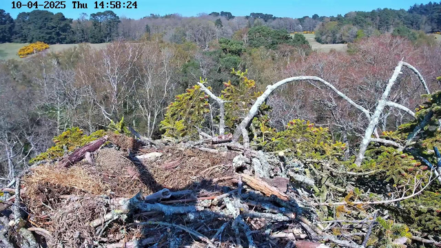 A view from a high vantage point, showing a nest made of sticks and twigs with some green vegetation around it. The background features a forest with trees in various shades, including brown and green, hinting at a changing season. There is a grassy area visible, suggesting open land beyond the trees. The sky is clear and bright, indicating a sunny day.