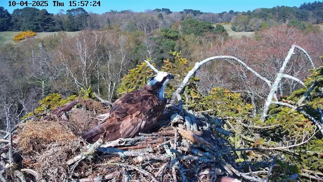A large bird, likely an osprey, is perched on a nest made of twigs and branches. The bird has dark brown feathers with a white head and is looking toward the left of the image. The background features a landscape of trees with a mix of greenery and some autumn foliage, under a clear blue sky. The image shows a timestamp indicating the date and time in the corner.