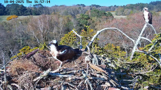 A bird, likely an osprey, is sitting on its nest made of sticks and twigs. The bird has a white head with dark markings, and a brown body. Another osprey perches on a branch to the right, overlooking the surroundings. The background features trees with autumn foliage and a clear blue sky. The scene captures a peaceful natural setting.