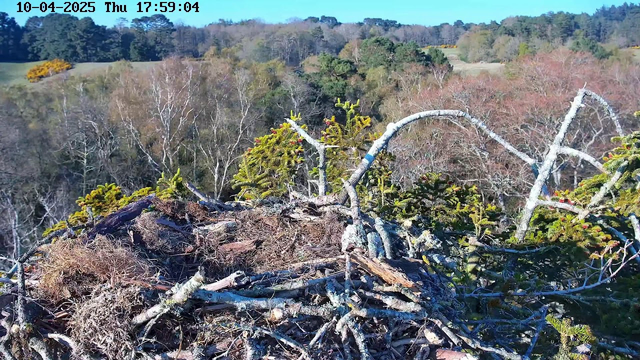 A close-up view of a bird's nest made of twigs and branches, situated atop a tree. The nest features some green foliage and small plants sprouting from it. In the background, a sprawling landscape of trees can be seen, displaying a mix of colors from green to brown, indicative of a forest in early spring or late autumn. The sky above is clear and blue, with the time and date displayed in the upper corner.