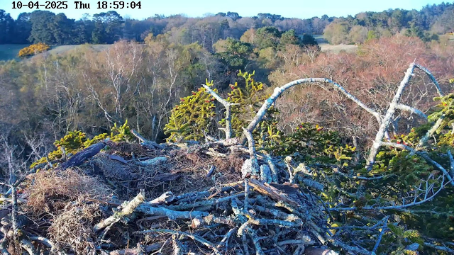 A close-up view of an empty bird's nest made of twigs and branches, situated atop a tree. Surrounding the nest are green pine-like branches and some sparse vegetation. In the background, a landscape of trees and rolling hills is visible, with varying shades of green and brown foliage reflecting a natural outdoor setting. The sky is clear and bright.