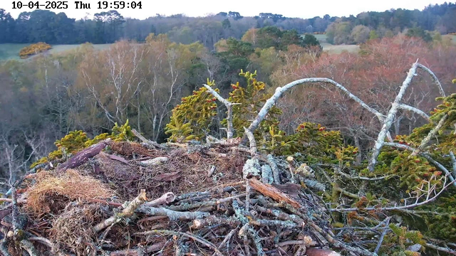 A bird's nest made of twigs and dried materials is situated on a high viewpoint. Surrounding the nest are evergreen branches with some new growth, and beyond, a landscape of trees displays fall foliage in hues of orange and yellow, set against a backdrop of rolling hills. The sky appears clear, with soft lighting suggesting it is late afternoon or early evening.