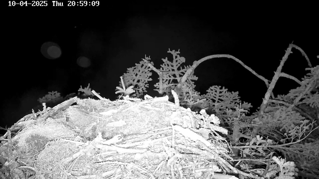 This black-and-white image shows a close-up view of a nest made from twigs and branches, resting on the ground. Surrounding the nest are thin, feathery plants that resemble small ferns, appearing in various shapes and sizes. The background is mostly dark, creating a stark contrast with the lighter-colored nest and plants. The time and date displayed in the corner indicate it is Thursday, October 4, 2025, at 20:59:09.