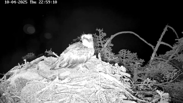A bird, likely an osprey, is perched on a nest made of twigs and branches. The bird has a distinctive white head with dark markings and a brown body with lighter streaks on its wings. The background is mostly dark, indicating nighttime, with some blurred green foliage visible. The scene appears to be captured in infrared, giving it a ghostly appearance.
