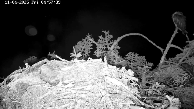 A dark scene shows a nest made of twigs and branches, located on the ground. Surrounding the nest are scattered bits of vegetation. In the background, a blurred dark area is visible, hinting at the presence of trees. A silhouette of an owl can be seen perched on a branch to the right. The timestamp in the corner indicates the date and time as November 4, 2025, at 4:57:39 AM.