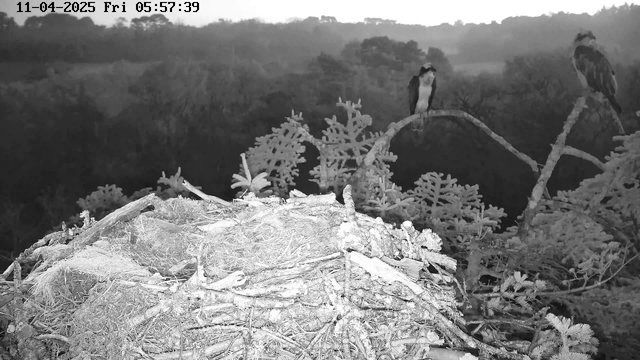A black and white webcam image shows a natural landscape with a nest in the foreground. The nest is composed of twigs and branches. Two large birds, possibly eagles, are perched on branches nearby, facing towards the viewer. In the background, there are silhouettes of trees and hills, partially obscured by a misty atmosphere. The timestamp in the top left corner indicates the date and time of the image capture.