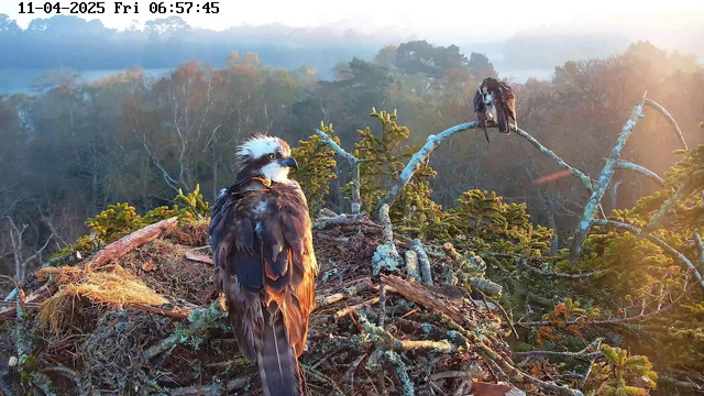 A close-up view of two ospreys perched in a nest on a tree branch. The bird in the foreground has a dark brown body with a light-colored head and distinctive black eye markings. The background consists of a soft, blurred landscape of trees illuminated by the golden light of early morning. The scene has a serene atmosphere, with the sun rising in the distance.
