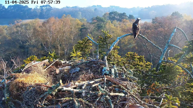 A webcam image shows a bird perched on a tree branch next to a large nest made of twigs and foliage. The background features a forest with trees in various shades of green and orange, indicating it might be autumn. The scene is bathed in soft morning light, with a clear sky visible behind the tree line. The date and time are displayed at the top left of the image.