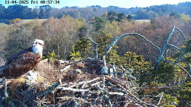 A large bird, likely an osprey, is perched on a nest made of twigs and branches. The bird has a brown and white pattern on its feathers and a distinctive head. In the background, there are trees with varying foliage colors, indicating autumn. The sky is clear with some sunlight illuminating the scene. The surrounding landscape features additional trees and open fields, creating a natural environment.