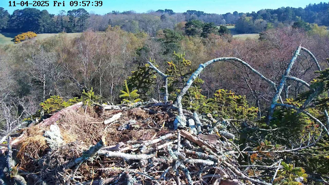 A bird's nest made of twigs and branches is situated on the edge of a tree. The nest is surrounded by green pine needles and foliage. In the background, various trees and greenery stretch across a landscape, indicating an autumn setting with mixed colors of brown and green. The sky is clear blue, and the scene is bathed in daylight.