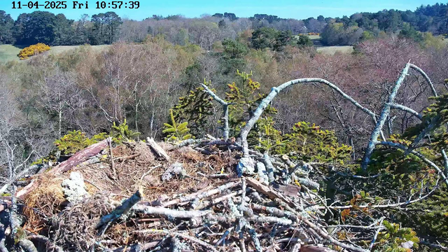 A bird's nest made of twigs and grass is prominently displayed in the foreground. The nest is situated at the top of a tree branch. In the background, a landscape of trees shows a mix of evergreen and deciduous types, with some trees exhibiting autumn colors. The sky appears clear and blue. The timestamp in the upper left corner indicates the date and time as November 4, 2025, 10:57 AM.