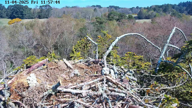 A bird's nest is shown at the forefront, constructed from twigs and branches, with some patches of moss visible. In the background, a blurred landscape of trees and rolling hills can be seen under a clear blue sky. The foliage includes a variety of trees, with hints of yellow and green, suggesting the changing seasons.