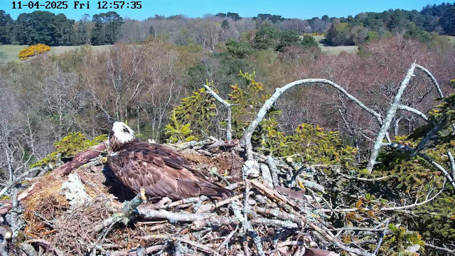 A large bird, likely an eagle, is perched on a nest made of twigs and branches. The bird has a brown plumage with a white head, facing towards the left side of the image. In the background, there is a landscape of trees with leaves in various shades of green, orange, and brown, indicating a mix of evergreen and deciduous trees, under a clear blue sky. The scene captures a serene natural environment.