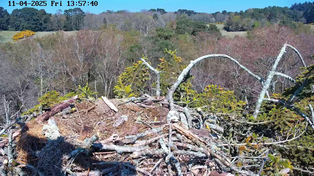 A view from a high nest overlooking a landscape filled with trees and open fields. The foreground shows a nest made of twigs and branches. In the background, various trees with a mixture of green, yellow, and brown foliage stretch across the scene, revealing rolling hills under a clear blue sky.