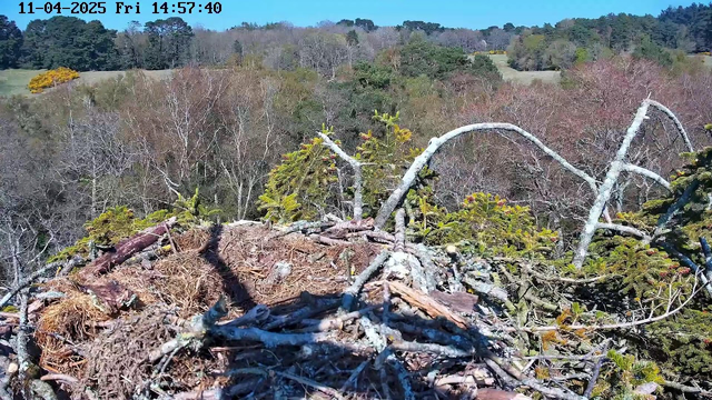 A bird's nest made of twigs and branches is prominently displayed in the foreground. The nest has various shades of brown and hints of green moss. In the background, a vibrant landscape features trees displaying autumn colors, with patches of bright yellow and orange foliage among darker trees. The sky is clear blue with no clouds, and the scene is well-lit, suggesting a sunny day.