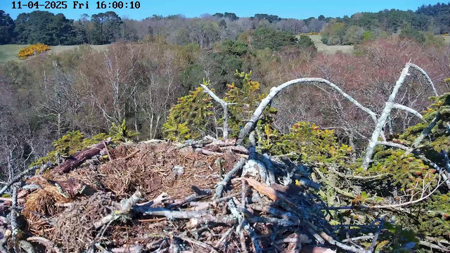 A bird's nest made of twigs and pine needles sits on a branch in the foreground, with a blurred background of trees in various autumn colors, including yellow, orange, and green. The sky above is clear and blue, indicating a sunny day. The date and time are displayed in the top left corner.