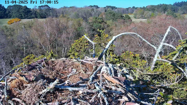 A view from a webcam focusing on a bird's nest made of twigs and branches, situated on top of a tall tree. The nest appears sturdy with some grass and moss mixed in. In the background, there are trees with various shades of green and brown, indicating a diverse landscape with some areas of yellow foliage. The sky is clear and blue. The timestamp in the corner states it is April 11, 2025, at 5:00 PM.