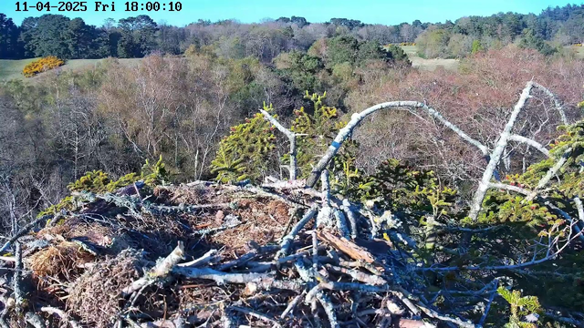 A bird's nest made of twigs and branches is positioned on the left side of the image. The nest is surrounded by green pine trees and lighter-colored foliage. In the background, a mix of deciduous trees shows autumn colors, with the landscape gently sloping downwards. The sky is clear and bright blue, with a timestamp in the upper left corner indicating the date and time.