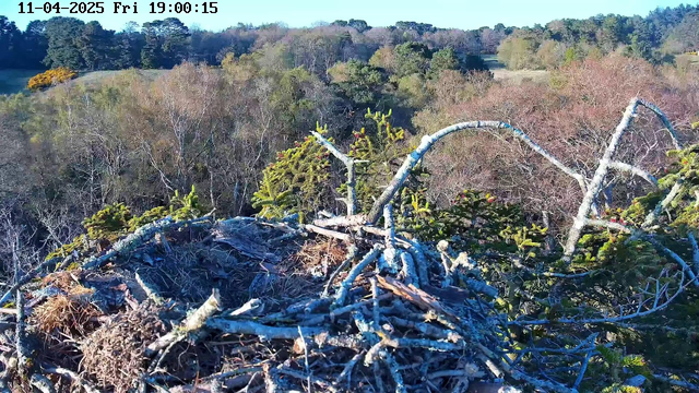 A close-up view of a bird's nest made from twigs and branches, situated on a platform of sticks. The nest is surrounded by green pine needles and the landscape beyond features various trees in shades of green and brown, indicating a wooded area. The background includes a clear blue sky and hints of a field visible through the trees. The image timestamp indicates the date and time as November 4, 2025, at 19:00:15.