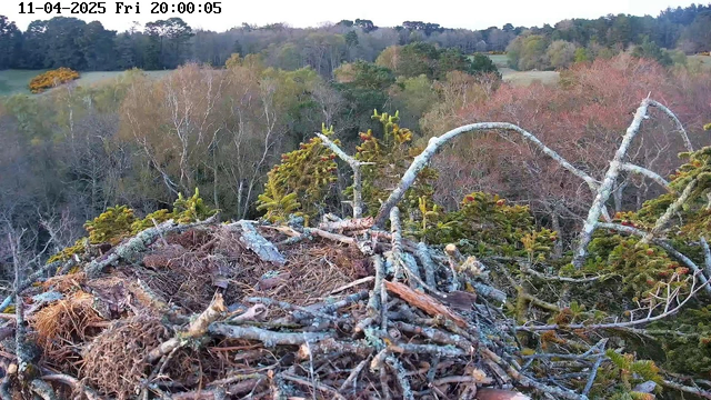 A view from a high vantage point overlooking a forest. The foreground shows a large bird's nest made of twigs and branches, with some pine needles scattered around. In the background, there are trees with varying shades of green and brown, indicating a mix of evergreens and deciduous trees. The sky is clear, and the lighting suggests it is late afternoon or early evening.