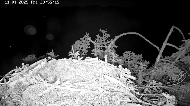 A dimly lit scene shows a bird's nest made of twigs and branches, situated on a flat surface. Surrounding the nest are sparse, leafless plants and twigs, set against a dark background that suggests nighttime. The image captures a minimalist view with no visible animals or significant details besides the nest and the surrounding vegetation.