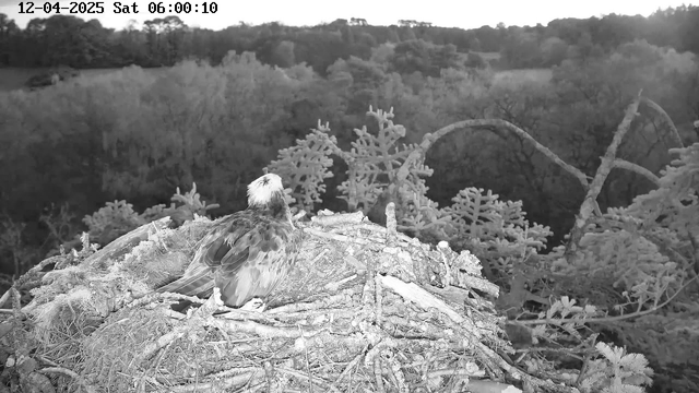 A large bird is resting on a nest made of twigs and branches, surrounded by a blurred natural landscape in the background. The scene is in black and white, with the bird showing a light-colored head and darker feathers on its body. The nest is situated among soft, leafy trees, and the surrounding area is slightly out of focus, creating a soft contrast. The image captures a peaceful morning atmosphere.