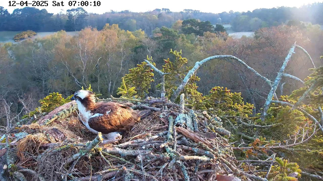 A brown and white osprey sits on a nest made of twigs and branches, surrounded by a scenic landscape of trees and foliage in the background. The setting is early morning, with soft light illuminating the area. The nest is situated high, suggesting it's on a tree branch, and there are hints of green leaves and grass visible around the nest.