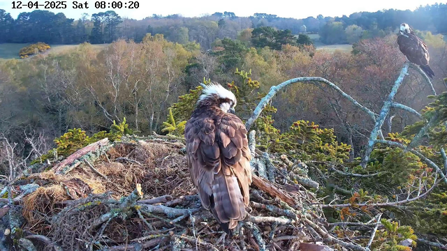 A close-up view of two osprey birds perched near their nest on a tree branch. One osprey, facing away, has brown feathers with a white head and a distinctive dark eye stripe. The other osprey is visible in the background, sitting on a nearby branch. Surrounding them are green trees and foliage in the soft morning light, creating a serene natural setting. The nest is made of twigs and is situated on a wooden platform amidst the branches.