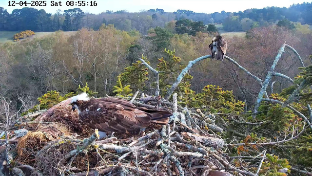 A webcam view of a large bird's nest situated on a tree branch. Two birds are visible: one is sitting in the nest, partially obscured by twigs and branches, and the other is perched on a nearby branch. The surrounding landscape includes trees with varying foliage colors, ranging from green to brown, indicating a natural setting in early spring or autumn. The sky is clear, and the timestamp shows it is early morning.