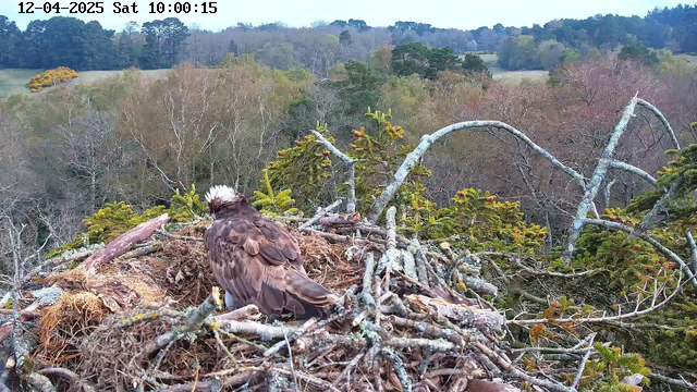 A bird is sitting on a nest made of twigs and branches, which is situated on a high perch. The bird has brown feathers and a light-colored head. In the background, there is a landscape filled with trees displaying various shades of green and some autumn colors. The sky is cloudy, indicating an overcast day. The scene conveys a sense of tranquility and nature.