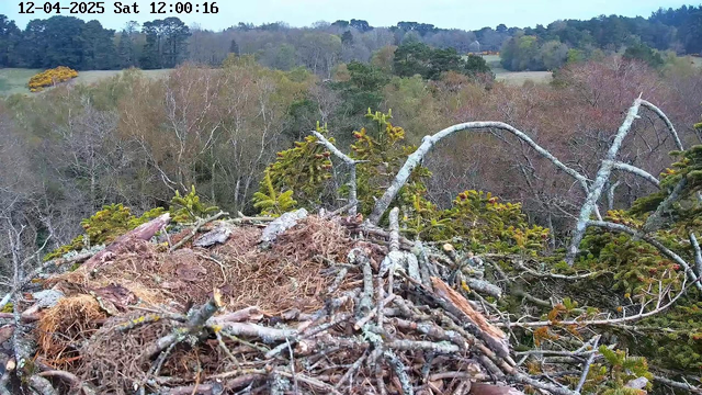 A bird's nest made of twigs and branches is prominently displayed in the foreground. The nest is situated atop a tree branch, with various sticks and dried grass forming its structure. In the background, trees of varying heights and colors fill the landscape, showcasing a mix of autumn foliage with hints of yellow and orange. The sky is overcast, indicating a cloudy day. The scene conveys a tranquil natural environment.