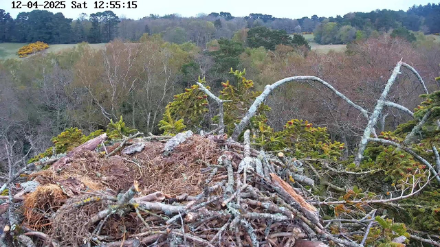 A bird's nest made of twigs and branches is positioned on a high perch amidst a forested landscape. In the background, trees with varying shades of green and some with autumnal colors are visible, framed under a cloudy sky. The scene appears calm and natural, showcasing the nest's texture and surrounding foliage.