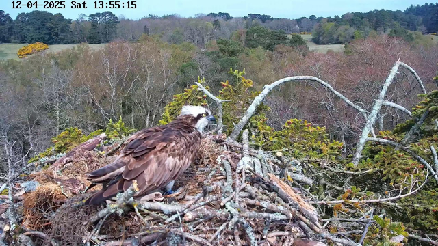 A close-up view of an osprey perched in its nest, surrounded by a tangle of twigs and branches. The bird has dark brown feathers with a white head and is facing away from the camera. In the background, there are trees with autumn foliage displaying shades of green, yellow, and brown. The sky is clear and blue, and the landscape is hilly, with a mix of open space and wooded areas.