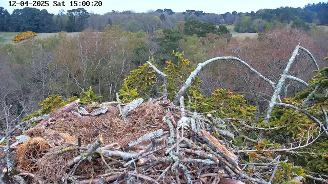 A bird's nest made of twigs and grass is positioned prominently in the foreground. The nest contains loose twigs and natural debris. In the background, a lush, wooded landscape features a mix of trees showing various shades of green and brown, indicative of early spring or late autumn. Some bright yellow foliage is visible near the left side, suggesting the presence of flowering plants or shrubs. The sky overhead is cloudy, indicating an overcast day.