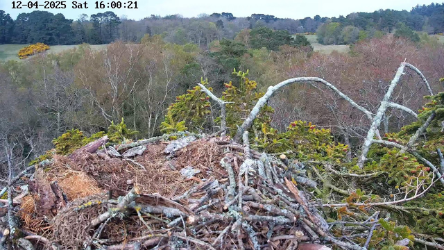 A view from a high location shows a bird's nest made of twigs and grass at the foreground. The nest is surrounded by branches and green foliage. In the background, there are trees with a mix of green and brown leaves, indicating it might be early spring or autumn. The sky is overcast, contributing to a subdued lighting in the scene.