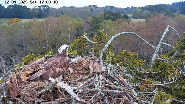 The image shows an osprey perched on its nest, which is constructed from twigs and branches. The bird has a white head and dark brown feathers on its back. In the background, there's a landscape of trees in varying shades of green and brown, indicating a mix of deciduous and evergreen trees. The sky is cloudy, suggesting a cool day. The nest is positioned high up, overlooking the surrounding area.