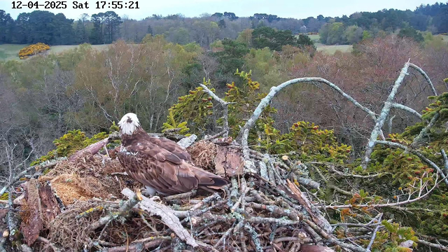 A large bird, likely an eagle, is sitting on a nest made of twigs and branches. The bird has a white head and brown body, facing slightly to the right. In the background, various trees are visible with autumn foliage, showcasing shades of green, yellow, and orange. The sky is overcast, and the overall scene is serene and natural.