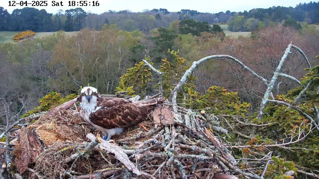A large bird, likely an osprey, sits on a nest made of twigs and branches. The bird has a brown and white speckled body and is looking directly at the camera. In the background, there are trees and a hilly landscape with a mix of green leaves, indicating early spring or late autumn. The sky is overcast, creating a soft, muted lighting. The scene conveys a natural habitat, with lush foliage surrounding the nest.