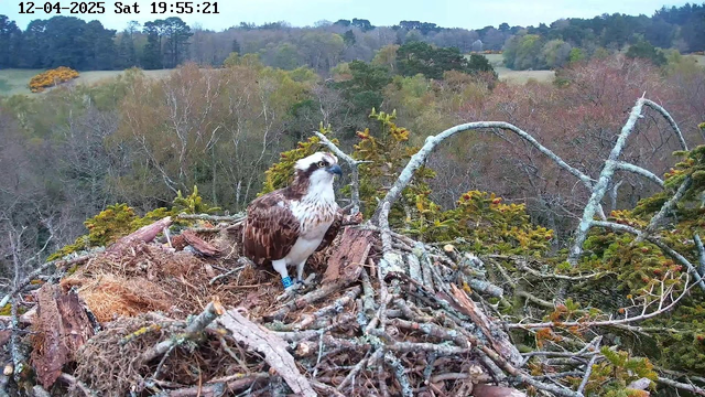 A large bird, likely an osprey, is perched on a nest made of sticks and dried materials. The bird has a brown and white plumage with a distinctive facial pattern. It wears a blue band on one leg. The nest is situated in a treetop, surrounded by greenery and trees showing a mix of autumn colors in the background. The sky appears cloudy, suggesting a cool, overcast day.