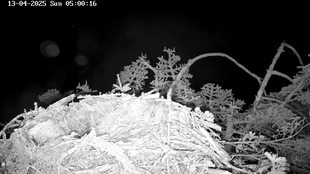 A dark scene featuring a nest made of twigs and branches, with some visible greenery, likely from nearby trees. The background is predominantly black, indicating that the photo was taken at night. The nest is prominent in the foreground, showing a textured surface with scattered twigs. There are some faint light spots in the background.