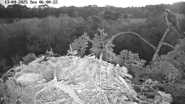 A black and white image captures a bird's nest made of twigs and branches, situated on a ledge surrounded by sparse foliage. Behind the nest, a blurred landscape of trees and hills is visible, indicating a natural setting. In the upper right corner, a bird is perched on a branch, facing away from the nest. The image timestamp shows the date and time as April 13, 2025, at 6:00 AM.