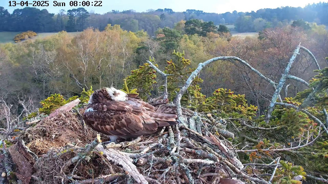A brown bird, likely an eagle or osprey, is resting in its nest made of twigs and branches. The bird's feathers are mottled with dark and light browns. The nest is surrounded by green foliage and the background features trees with autumn-colored leaves. The scene conveys a tranquil natural setting, with soft light illuminating the area.