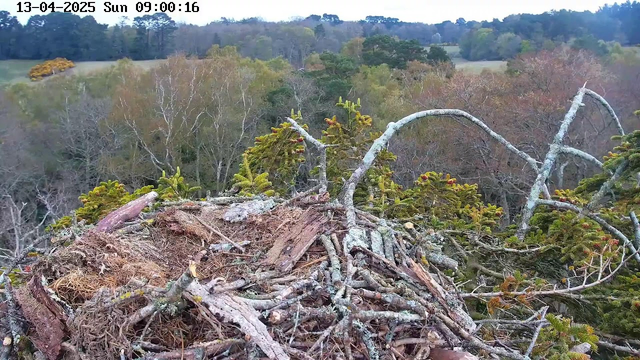 A bird’s nest made of twigs and branches sits atop a tree. The surrounding landscape features a mix of evergreen and deciduous trees, showcasing autumn colors like yellow and orange. In the background, rolling hills can be seen under a cloudy sky. The scene is still and serene.