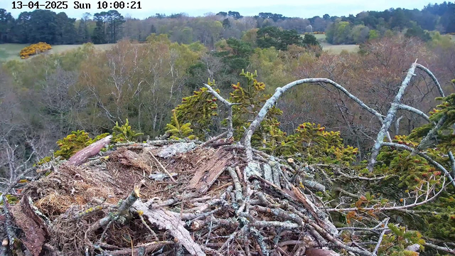 A bird's nest made of twigs and branches is positioned in the foreground, with some moss and dry leaves scattered around. In the background, a scenic view of a forest is visible, featuring a mix of trees in varying shades of green and brown, indicative of early spring. The sky is overcast with a hint of light gray. The overall scene conveys a quiet, natural setting.